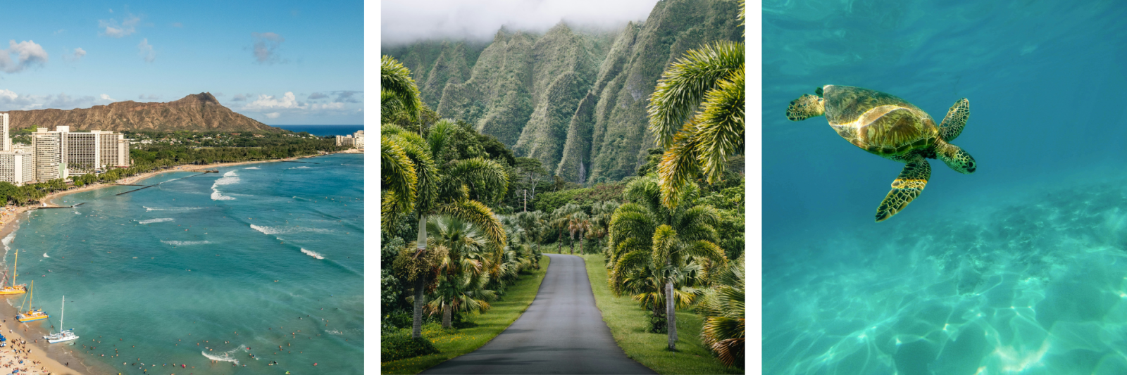 Hawaii highlights, honululu beach, swimming with turtles